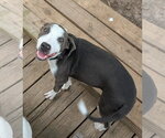 Small #9 Doberman Pinscher Mix