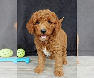 Goldendoodle (Miniature) Puppy for sale in MILLERSBURG, OH, USA