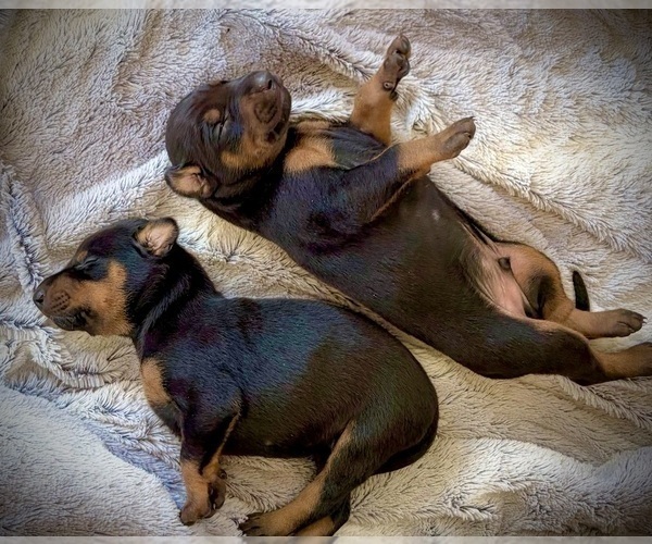 Medium Photo #19 Doberman Pinscher Puppy For Sale in HAMMOND RANCH, CA, USA