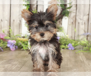 Yorkshire Terrier Puppy for sale in MOUNT VERNON, OH, USA