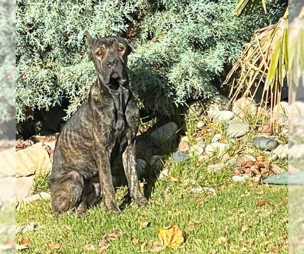 Medium Photo #3 Mutt Puppy For Sale in Rowlett, TX, USA