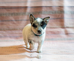 Small Photo #35 Cowboy Corgi Puppy For Sale in HOPKINSVILLE, KY, USA