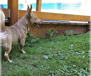 Mia, A Corgi-Dachshund mix - Female Dachshund-Unknown Mix Dog for Adoption - Photo #5