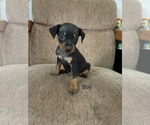 Miniature Pinscher Puppy for sale in STERLING, MI, USA