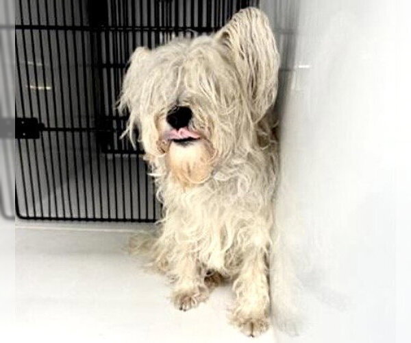 Medium Photo #1 - Mix Puppy For Sale in Houston, TX, USA