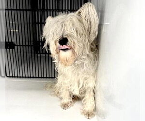 - Mix Dogs for adoption in Houston, TX, USA