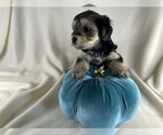 Small Photo #12 YorkiePoo Puppy For Sale in ROCK HILL, SC, USA