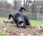 Small Photo #15 American Pit Bull Terrier-Labrador Retriever Mix Puppy For Sale in Murfreesboro, NC, USA