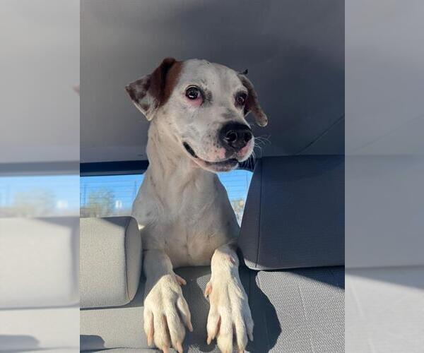 Medium Photo #1 Pointer Puppy For Sale in San Antonio, TX, USA