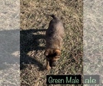 Small Photo #7 German Shepherd Dog Puppy For Sale in DEPEW, OK, USA