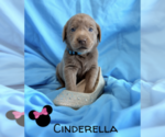 Puppy Cinderella Labrador Retriever