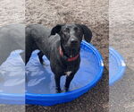 Small #2 Labrador Retriever Mix
