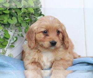 Goldendoodle (Miniature) Puppy for sale in SHILOH, OH, USA