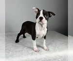 Small Boston Terrier