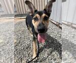 Small German Shepherd Dog Mix