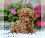 Small #2 Poodle (Toy)