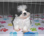 Small Photo #16 Shih Tzu Puppy For Sale in ORO VALLEY, AZ, USA