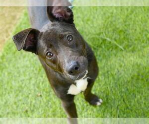 American Staffordshire Terrier-Unknown Mix Dogs for adoption in Tallahassee, FL, USA