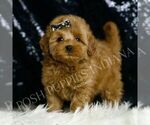 Small #3 Goldendoodle (Miniature)