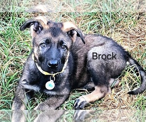 German Shepherd Dog Puppy for sale in HIGH POINT, NC, USA