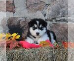 Small #2 Alaskan Malamute