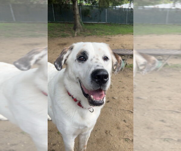 Medium Photo #10 Great Pyrenees-Unknown Mix Puppy For Sale in Brewster, NY, USA