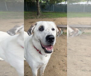 Neo - Male Great Pyrenees-Unknown Mix Dog for Adoption - Photo #10