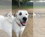 Small #9 Great Pyrenees Mix