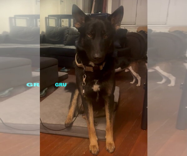 Medium Photo #2 Australian Kelpie-German Shepherd Dog Mix Puppy For Sale in Woodland Hills, CA, USA