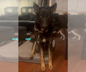 GRU - Male Australian Kelpie-German Shepherd Dog Mix Dog for Adoption - Photo #2