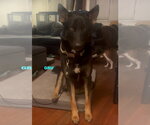 Small Photo #2 Australian Kelpie-German Shepherd Dog Mix Puppy For Sale in Woodland Hills, CA, USA