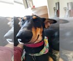Small Photo #14 Doberman Pinscher-Unknown Mix Puppy For Sale in The Woodlands, TX, USA
