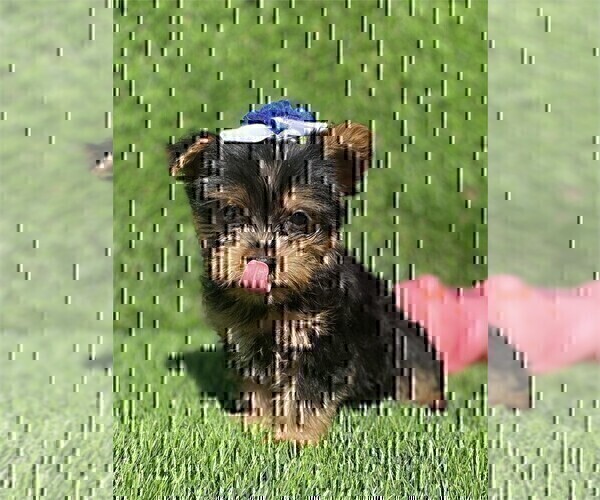 Medium Photo #4 Yorkshire Terrier Puppy For Sale in BEVERLY HILLS, CA, USA