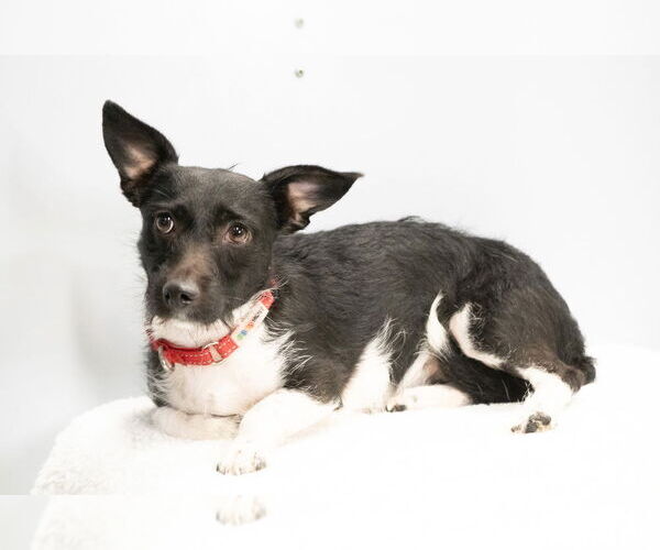 Medium Photo #3 Mutt Puppy For Sale in Studio City, CA, USA