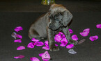 Small Photo #2 Cane Corso Puppy For Sale in OAK LAWN, IL, USA