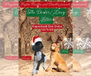 Poodle (Standard) Puppy for sale in PEYTON, CO, USA