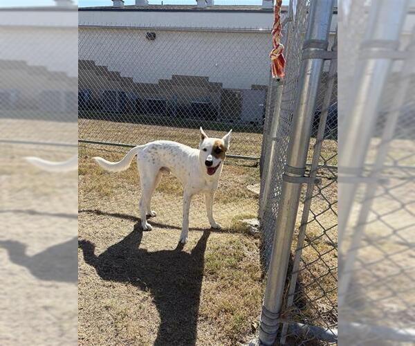 Medium Photo #1 Mutt Puppy For Sale in Corpus Christi, TX, USA