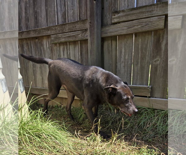 Medium Photo #4 Labrador Retriever-Unknown Mix Puppy For Sale in Jackson, MS, USA