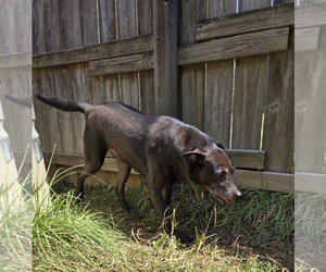 Blade - Male Labrador Retriever-Unknown Mix Dog for Adoption - Photo #4