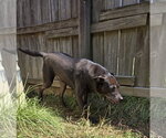 Small #3 Labrador Retriever Mix