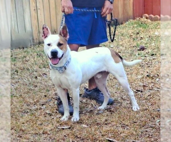 Medium Photo #5 American Staffordshire Terrier-Unknown Mix Puppy For Sale in HOUSTON, TX, USA