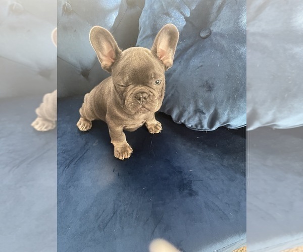 Medium Photo #8 French Bulldog Puppy For Sale in SOUTHLAKE, TX, USA
