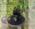 Small Photo #6 Pomeranian Puppy For Sale in BRICK, NJ, USA