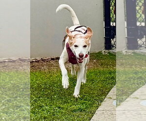 Beagle-Unknown Mix Dogs for adoption in Tampa, FL, USA