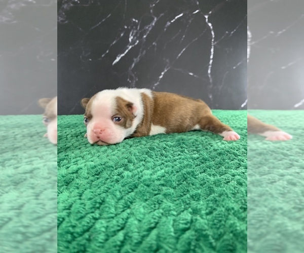 Medium Photo #11 Boston Terrier Puppy For Sale in TULARE, CA, USA