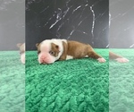 Small #10 Boston Terrier