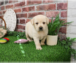 Small #1 Labrador Retriever