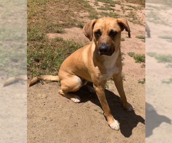 Medium Photo #4 Mutt Puppy For Sale in San Diego, CA, USA