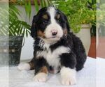 Small Photo #1 Bernedoodle Puppy For Sale in EAST EARL, PA, USA