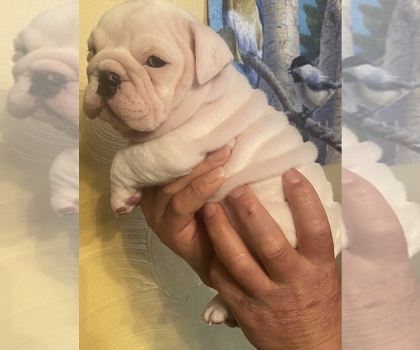 Medium Photo #1 English Bulldog Puppy For Sale in CLEVELAND, NC, USA